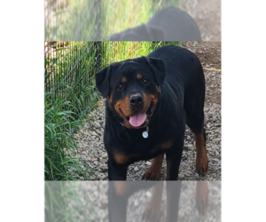 Rottweiler Dogs for adoption in Gilbert, AZ, USA