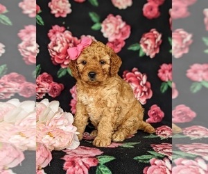Goldendoodle (Miniature) Puppy for sale in KIRKWOOD, PA, USA