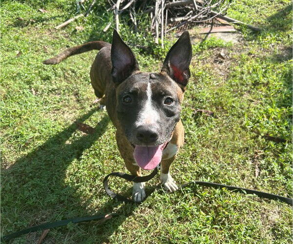 Medium Photo #3 American Pit Bull Terrier-Unknown Mix Puppy For Sale in Ocala, FL, USA