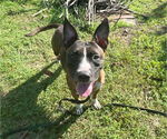 Small #2 American Pit Bull Terrier Mix
