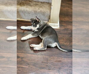Alaskan Husky-Unknown Mix Puppy for sale in COUNCIL BLUFFS, IA, USA