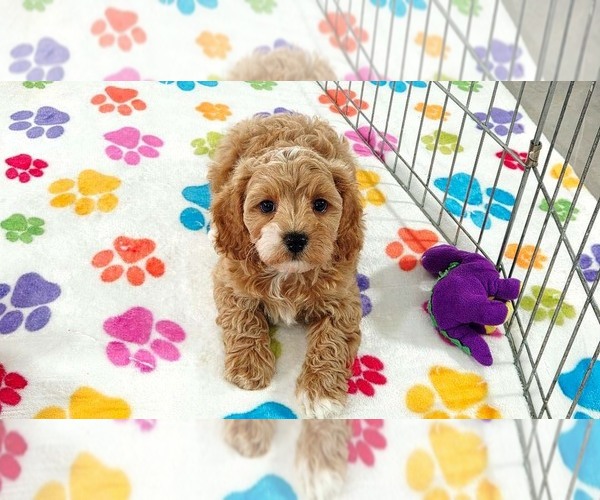 Medium Photo #7 Cavapoo (Miniature)-Poodle (Toy) Mix Puppy For Sale in ORO VALLEY, AZ, USA