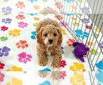 Small #6 Cavapoo (Miniature)-Poodle (Toy) Mix