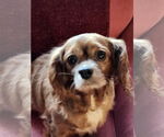 Small Cavalier King Charles Spaniel