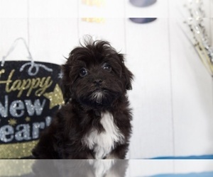 Havanese Puppy for sale in MOUNT VERNON, OH, USA