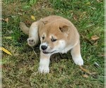 Small Photo #2 Shiba Inu Puppy For Sale in MANHEIM, PA, USA