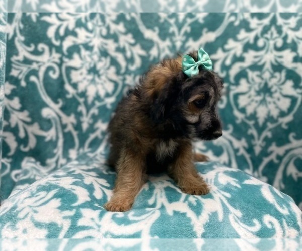 Medium Photo #7 Aussiedoodle Miniature  Puppy For Sale in LAKELAND, FL, USA
