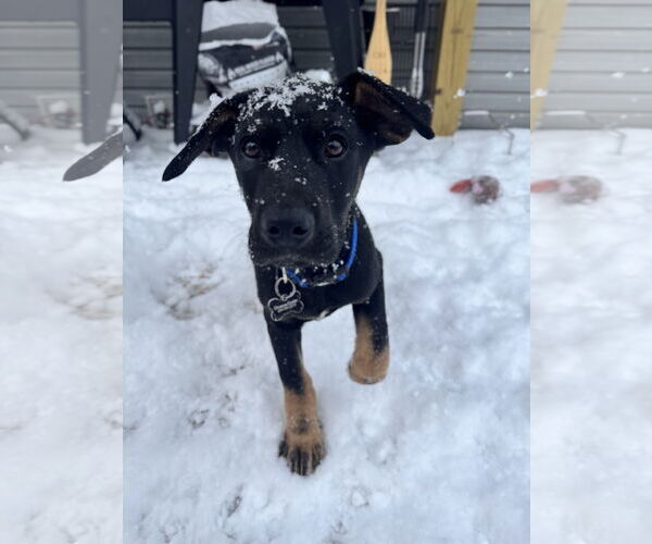 Medium Photo #4 German Shepherd Dog-Unknown Mix Puppy For Sale in Hinton, WV, USA