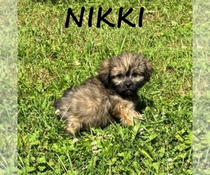 Shih-Poo Puppy for sale in HARTLAND, MN, USA