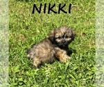 Image preview for Ad Listing. Nickname: Nikki