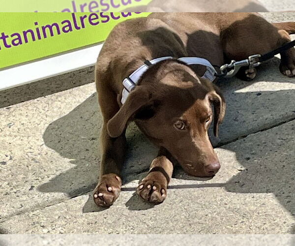 Medium Photo #2 Lab-Pointer Puppy For Sale in Mooresville, NC, USA