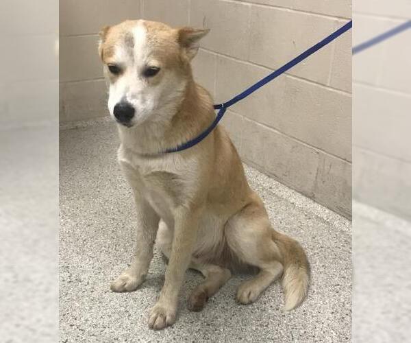 Medium Photo #1 Labsky Puppy For Sale in Conroe, TX, USA