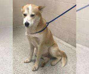 Labsky Dogs for adoption in Conroe, TX, USA