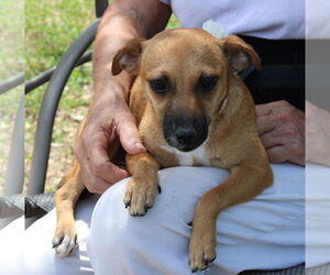 Dachshund-Unknown Mix Dogs for adoption in Bandera, TX, USA