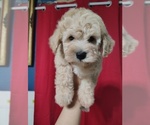 Puppy Grey collar Maltipoo (Miniature)