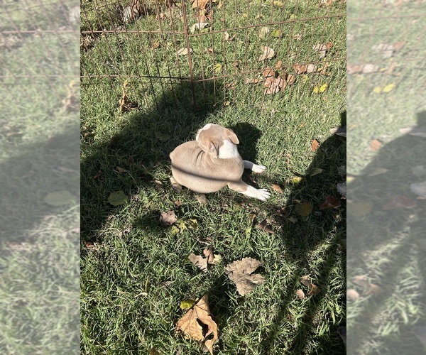 Medium Photo #17 Boston Terrier Puppy For Sale in ATWOOD, OK, USA