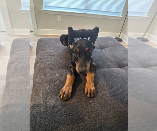 Medium Photo #2 Doberman Pinscher Puppy For Sale in RICHMOND, VA, USA