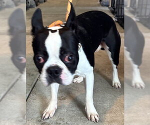 Boston Terrier Dogs for adoption in Forestville, MD, USA