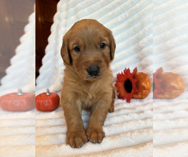 Medium Photo #1 Golden Retriever Puppy For Sale in SHINGLE SPRINGS, CA, USA
