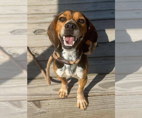 Medium Photo #2 Beagle Puppy For Sale in Las Vegas, NV, USA