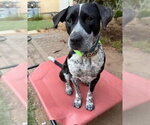 Small #1 Lab-Pointer