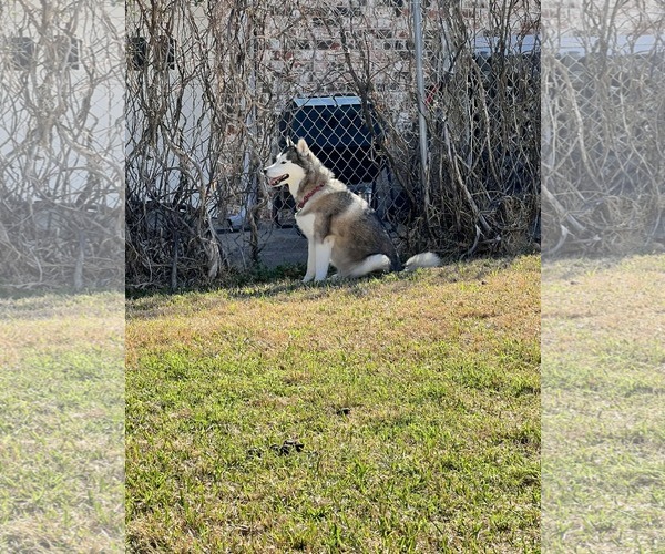 Medium Photo #2 Siberian Husky Puppy For Sale in Carrollton, TX, USA