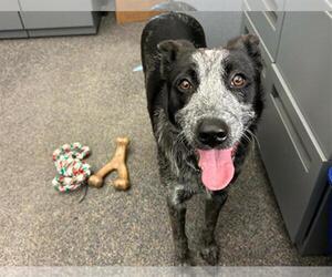 Mutt Dogs for adoption in Martinez, CA, USA