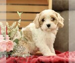 Small #3 Cavachon