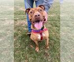 Small #3 American Staffordshire Terrier