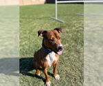 Small #2 Bullboxer Pit
