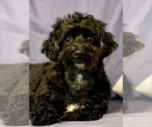 Mutt Dogs for adoption in Minneapolis, MN, USA