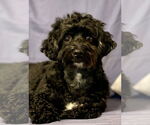 Small Mutt