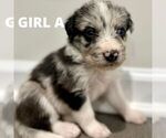 Small Photo #2 Bordoodle Puppy For Sale in MADISON, AL, USA