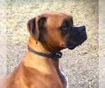 Small Photo #1 Boxer Puppy For Sale in Austin, TX, USA