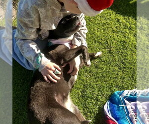 Stormie - Female Mutt Dog for Adoption - Photo #3