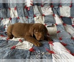 Small Photo #1 Labrador Retriever Puppy For Sale in RUTHERFORDTON, NC, USA