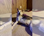 Small #5 Huskies  Mix