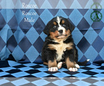 Small Photo #23 Bernese Mountain Dog Puppy For Sale in HARRISONBURG, VA, USA
