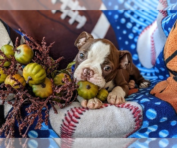 Medium Photo #12 Boston Terrier Puppy For Sale in EPHRATA, PA, USA