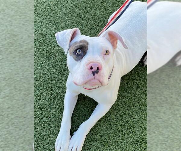 Medium Photo #3 Mutt Puppy For Sale in Fayetteville, NC, USA