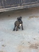 Small Photo #23 Boxer Puppy For Sale in AFTON, WY, USA