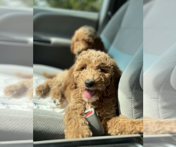 Medium Photo #3 Goldendoodle Puppy For Sale in WOODSTOCK, IL, USA