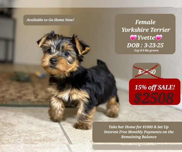 Medium Photo #1 Yorkshire Terrier Puppy For Sale in TUCSON, AZ, USA