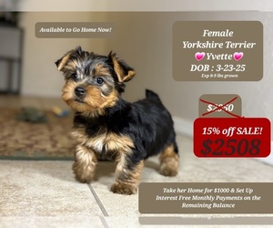 Yorkshire Terrier Puppy for sale in TUCSON, AZ, USA
