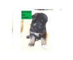 Small #7 German Shepherd Dog