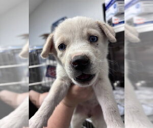 Chow Chow-Unknown Mix Dogs for adoption in Oklahoma City, OK, USA