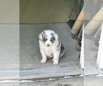 Small Photo #8 Australian Shepherd Puppy For Sale in FONDA, IA, USA