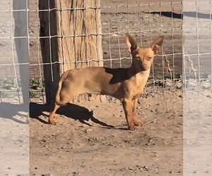 Chiweenie Dogs for adoption in Peralta, NM, USA