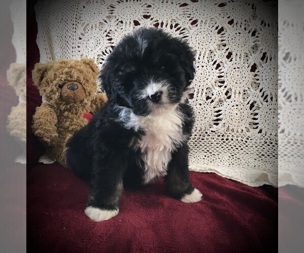 Medium Photo #4 Bernedoodle Puppy For Sale in CLARE, MI, USA