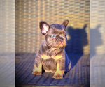 Small #18 French Bulldog